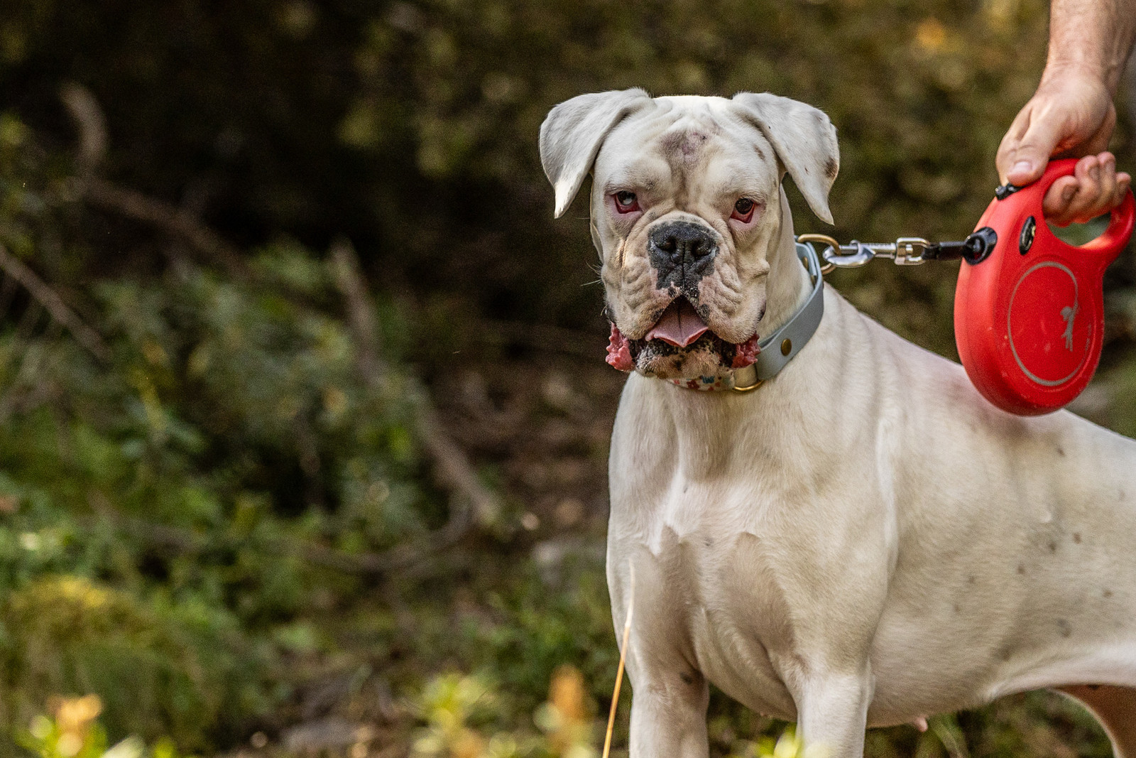 An absolute World Champ %23dogsofdownhill.jpg?VersionId=2Wzs